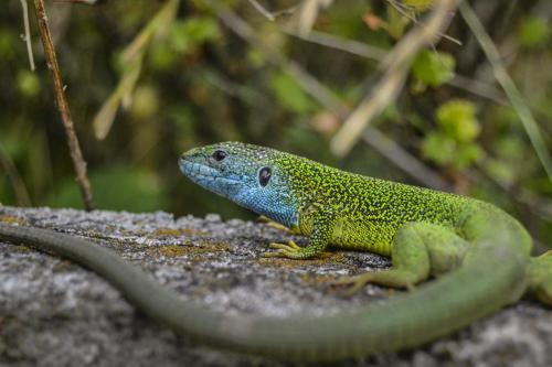 6-Ящірка на Хортиці Іценко Вячеслав Запоріжжя