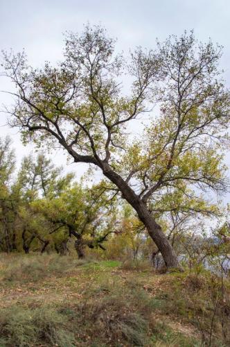 Одиноке дерево Губа Олена