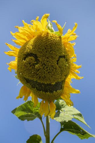 Посмішка соняха Сандул Софія